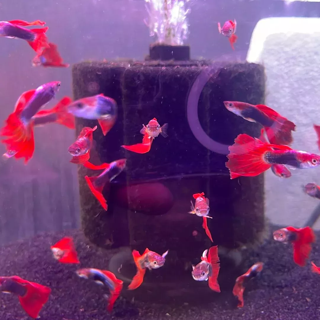 Super Red Tuxedo Guppy (male) (Poecilia reticulata)