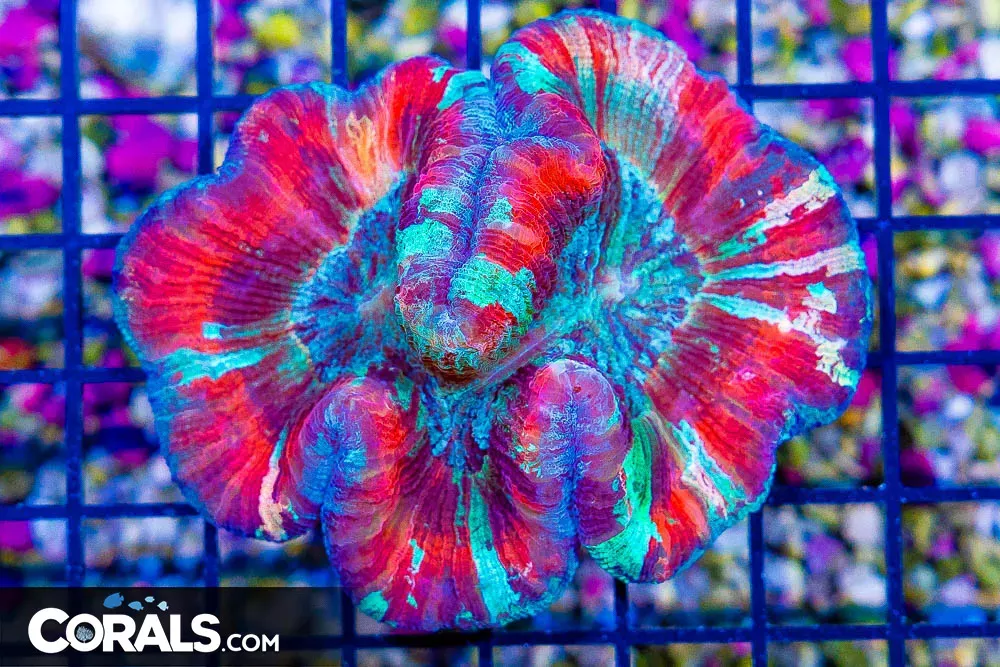 Super Ultra Trachyphyllia – (Blue Video Inside!)