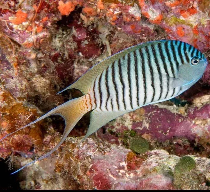 Swallowtail Angelfish – Male