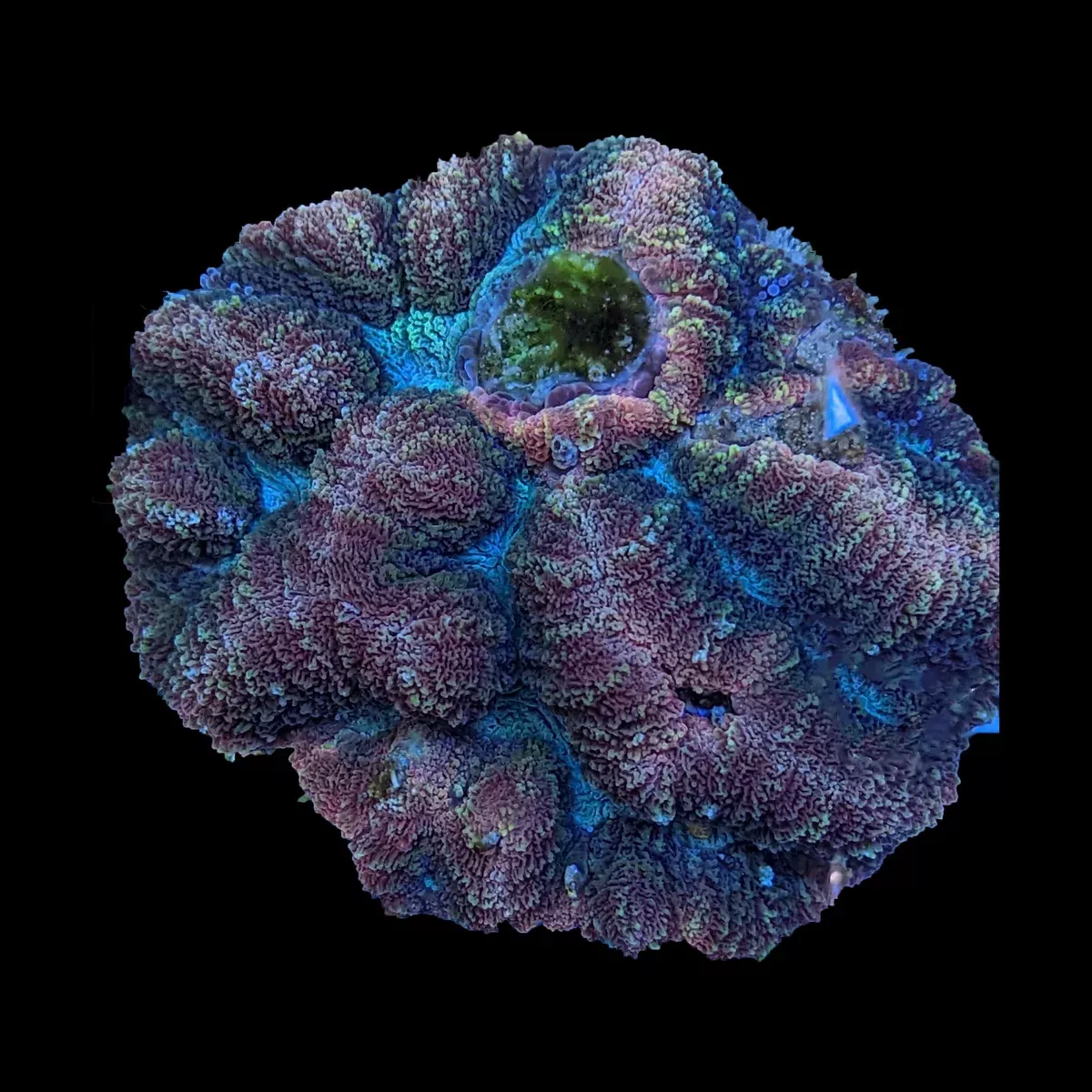 Symphyllia Colony – Rainbow WYSIWYG
