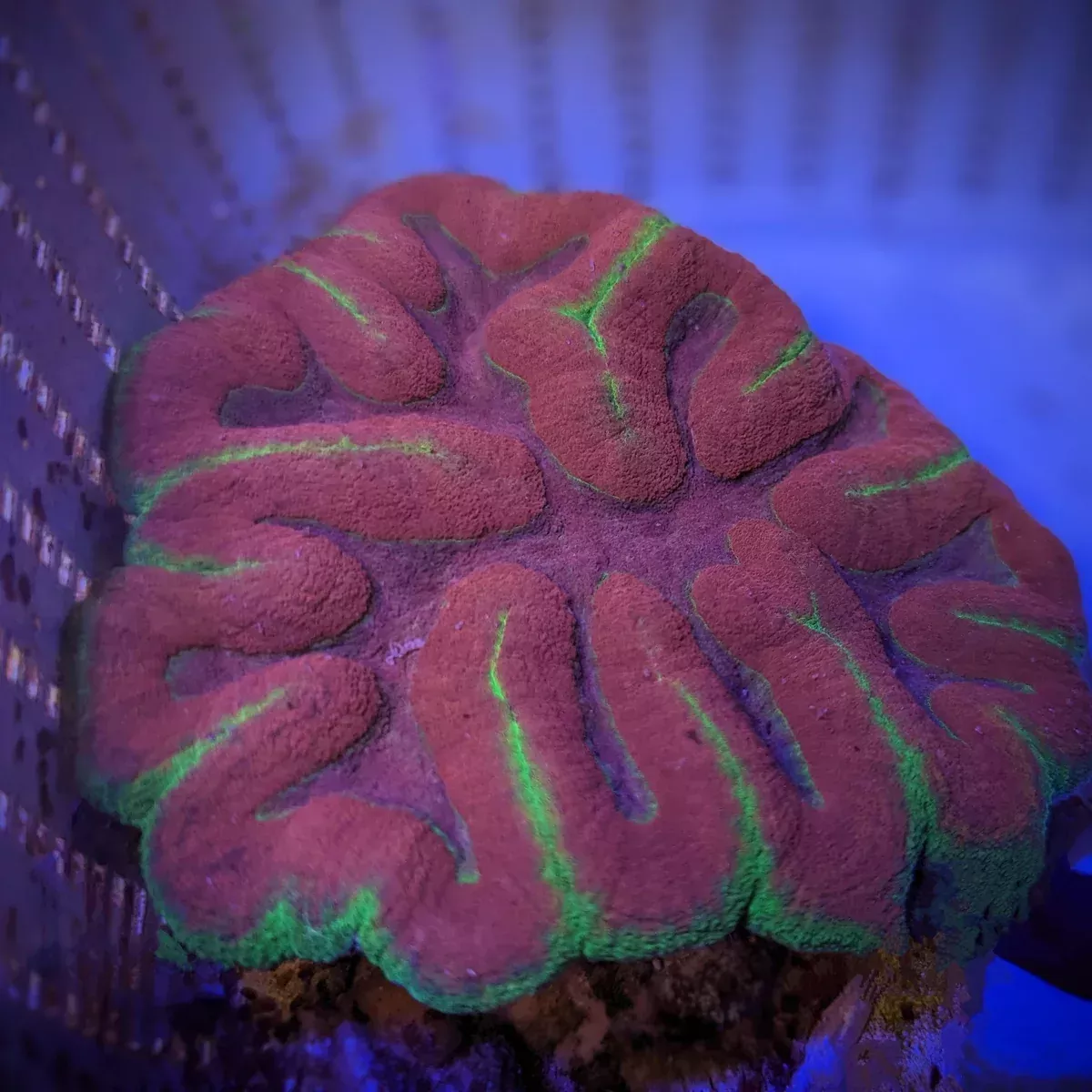 Symphyllia Ultra Rainbow Colony