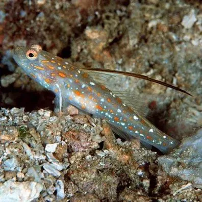 Tangaroa Goby