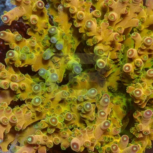TGC Inner Core