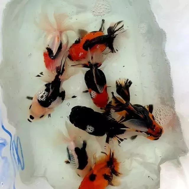 Thai Oranda LG