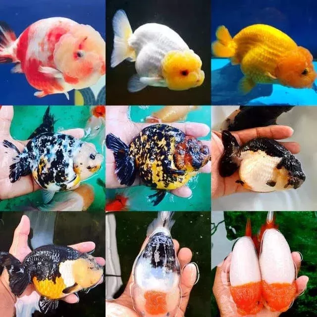 Thai Ranchu LG