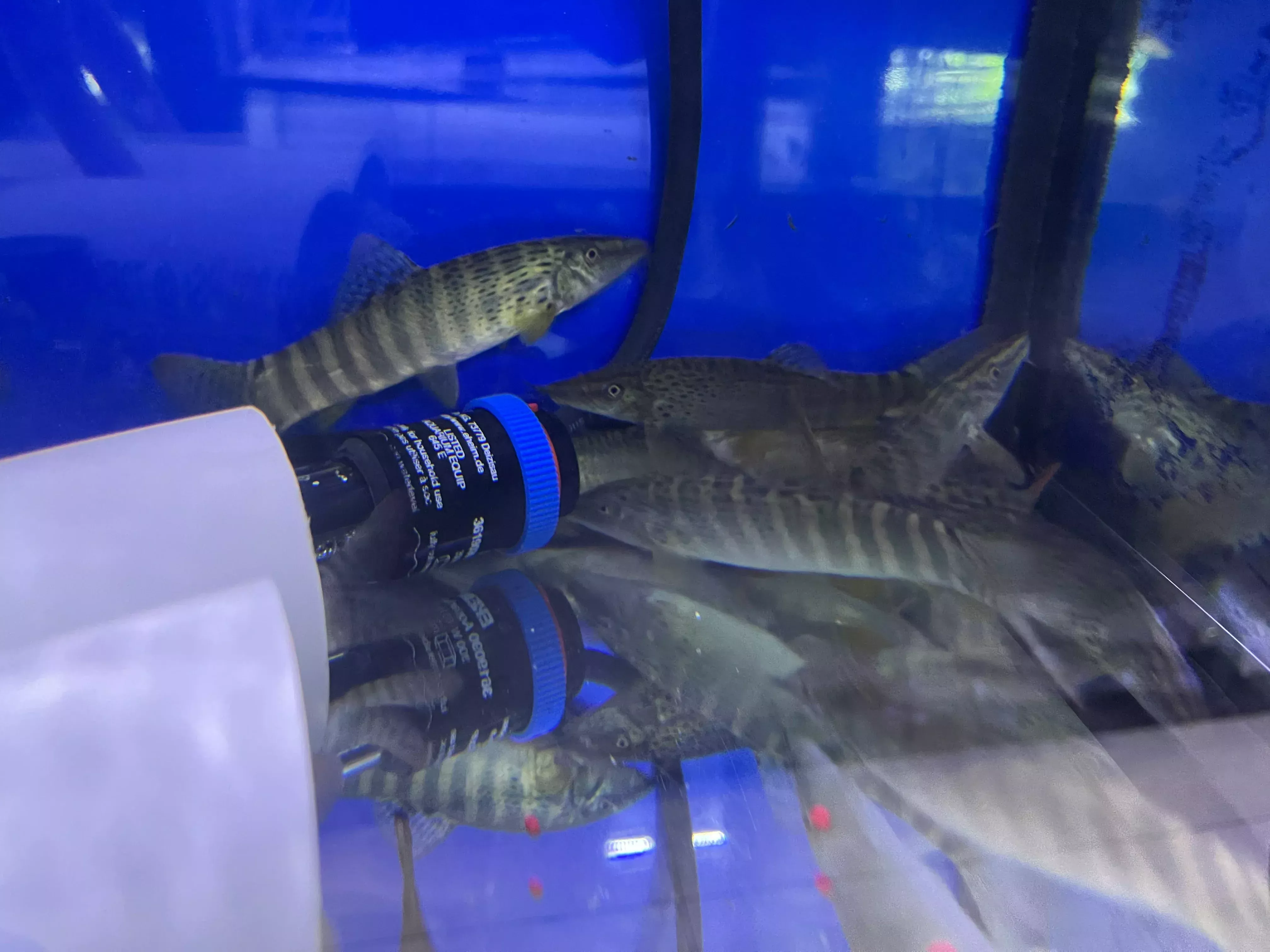Tiger Loach