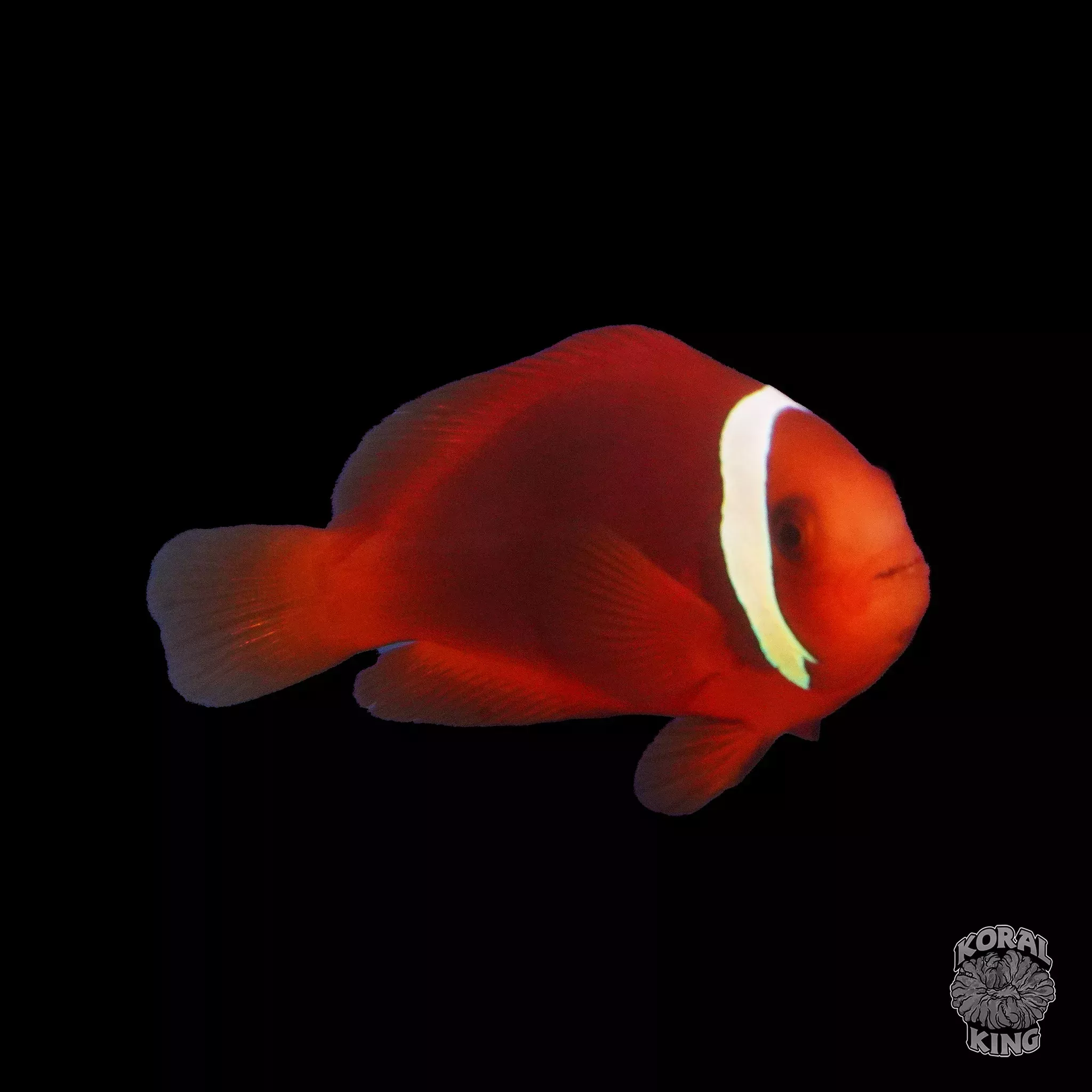 Tomato Clownfish