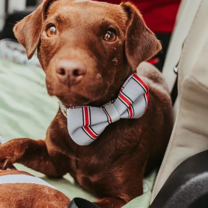 Top Rocks Ohio State Helmet Stripe Pet Bow Tie