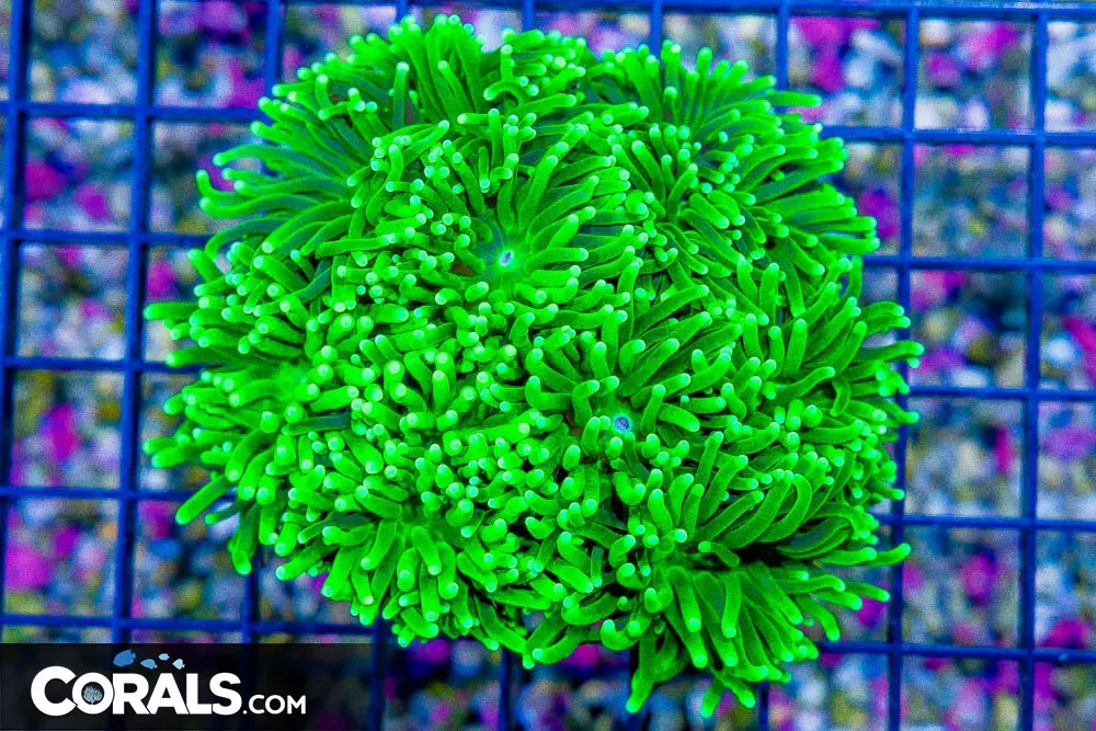Torch – Australia 5 Heads Super Bright Green (Blue Video Inside!)