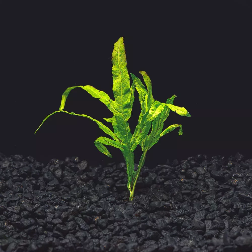 Trident Java Fern