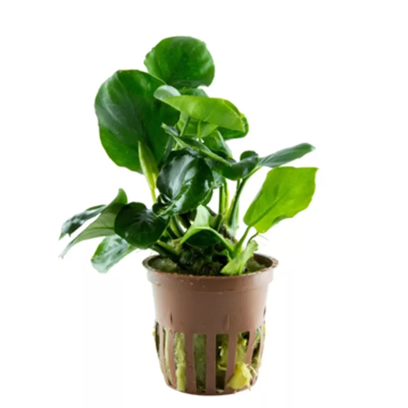 Tropica Anubias barteri ‘Coin Leaf’