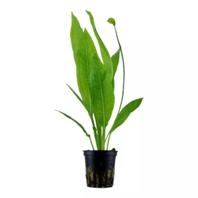 Tropica Echinodorus grisebachii ‘Bleherae’