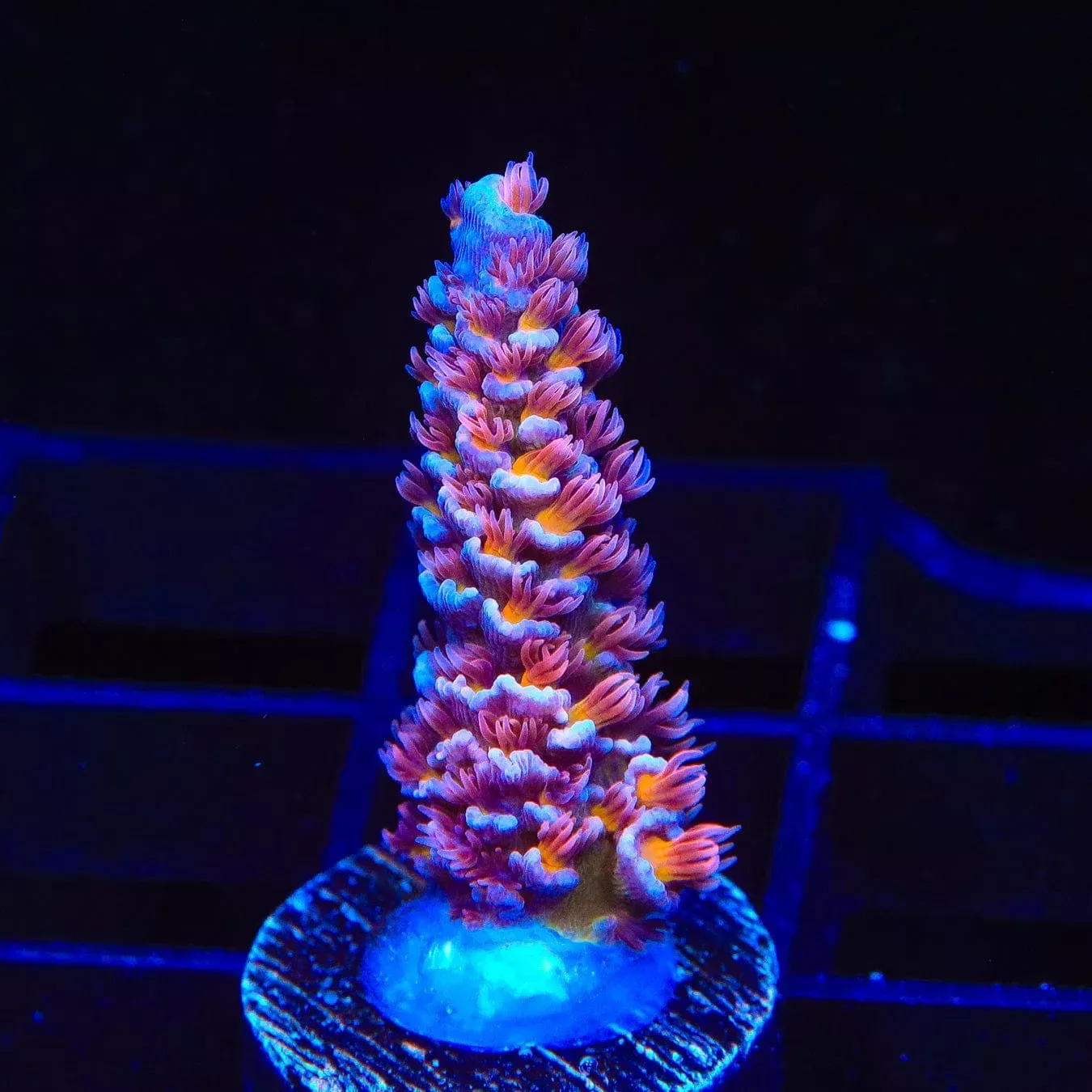 TSA Nebula Acropora Coral