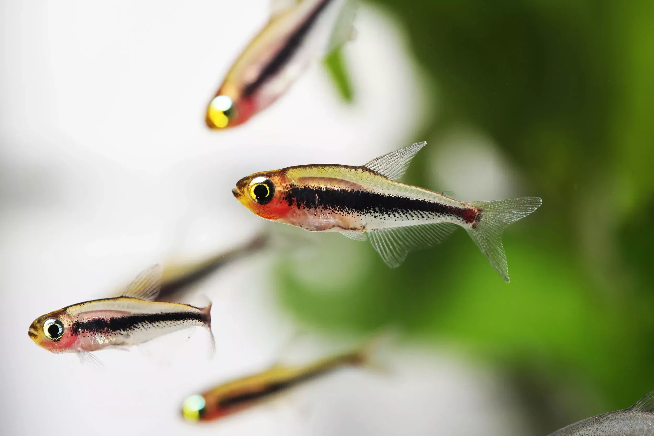Tucano Tetra