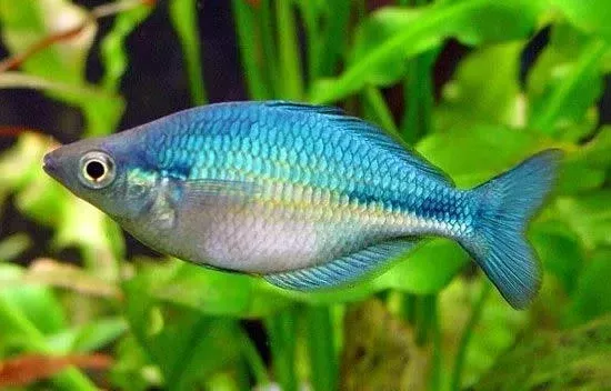 Turquoise Rainbowfish 2″-3″ Unsexed
