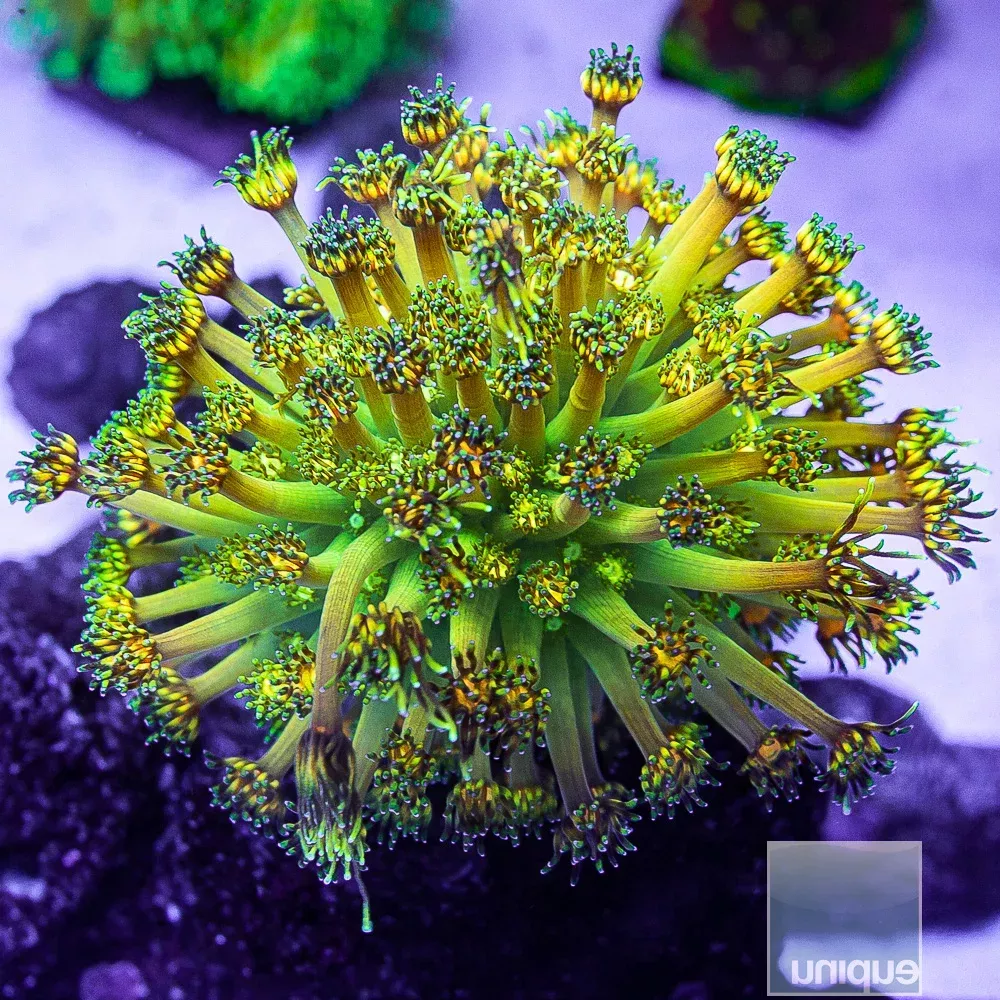 UC Signature “Grandmaster” Goniopora