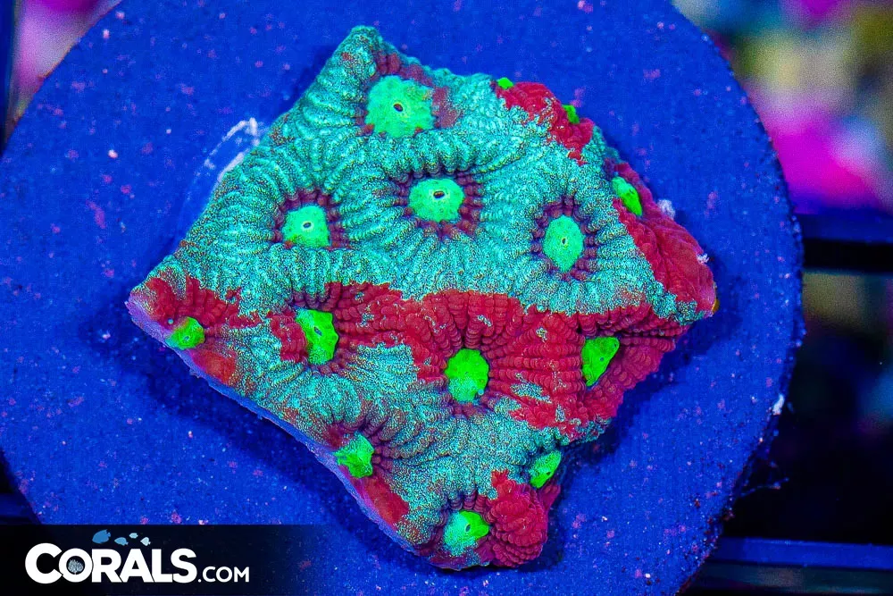 ULTRA Favia War Coral Frag
