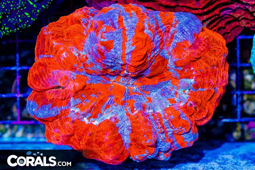 ULTRA RARE Acanthophyllia – COLLECTOR’S CORAL – INDO Superman! (Blue Video Inside!)