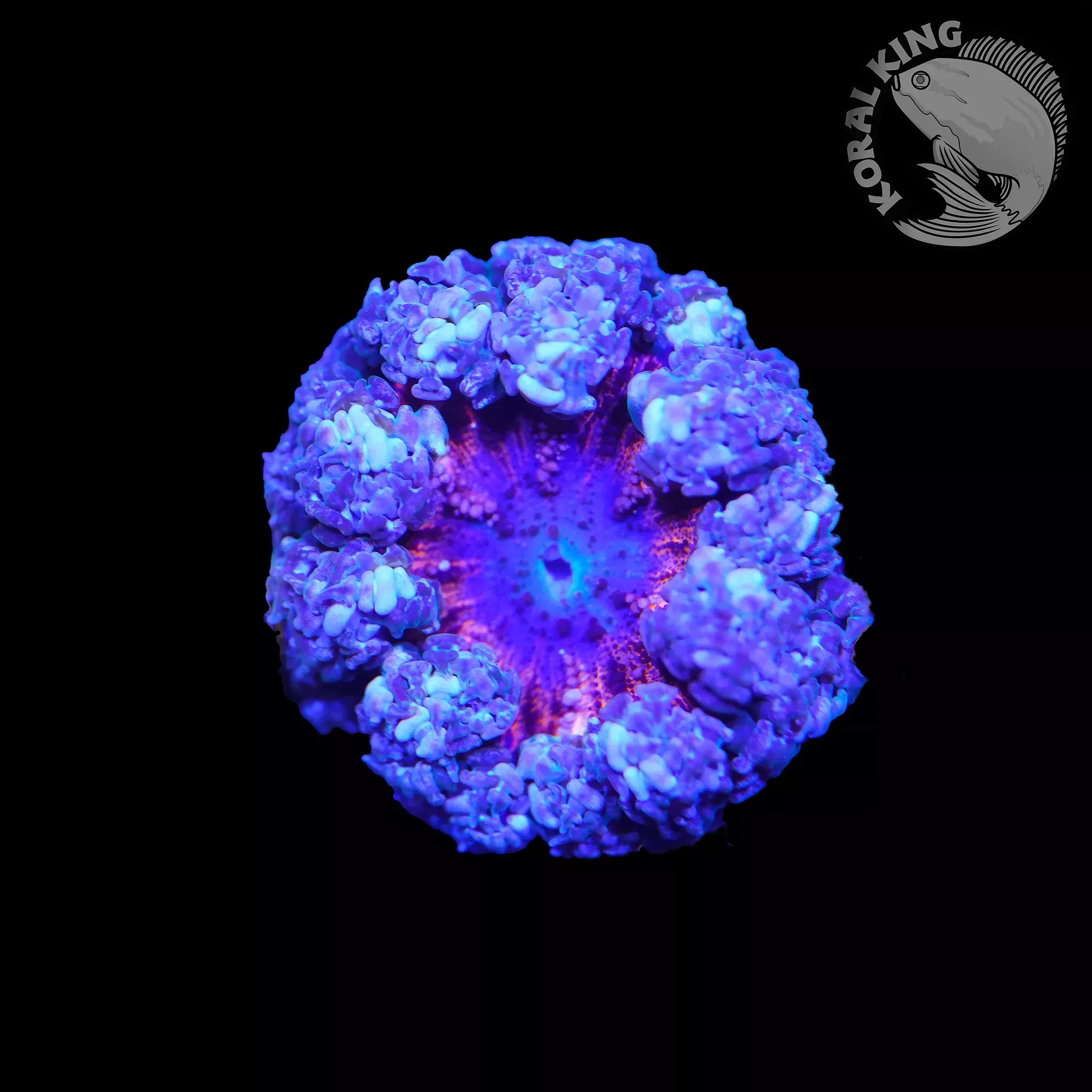 Ultra Rock Flower