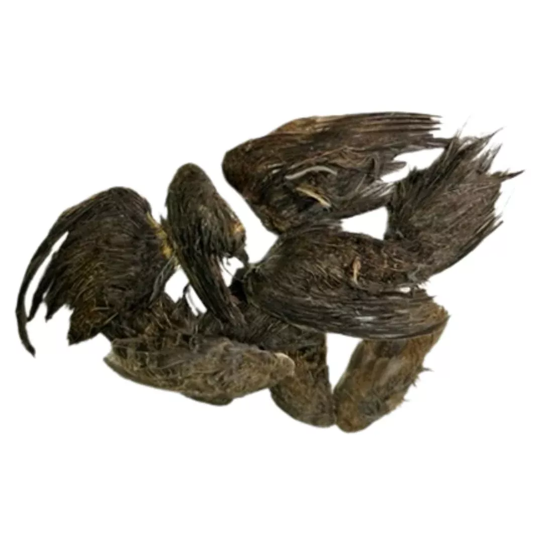 Undique Quail Wings for Dog Training, Small (10 Count)