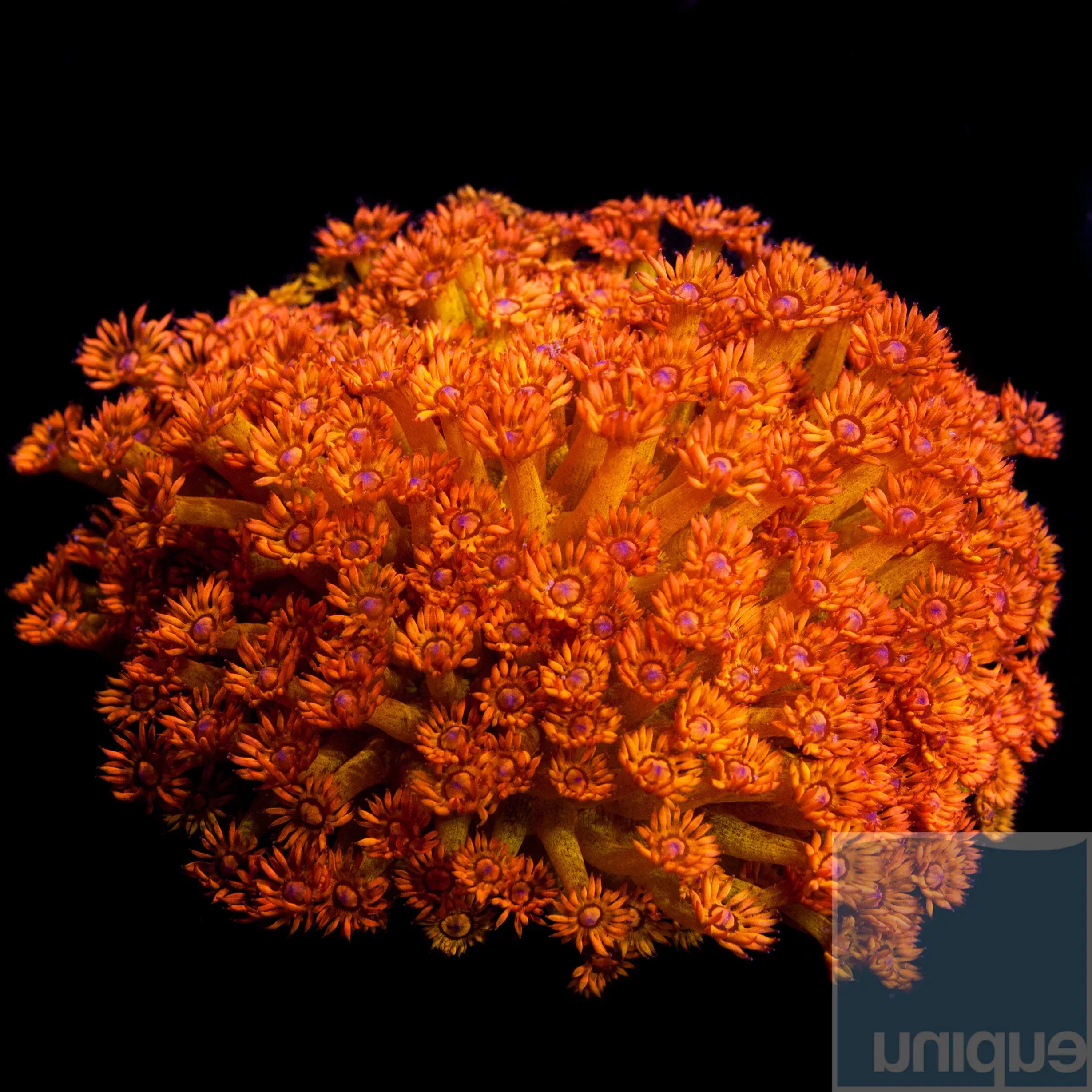 Unique Corals Amazeballs Goniopora