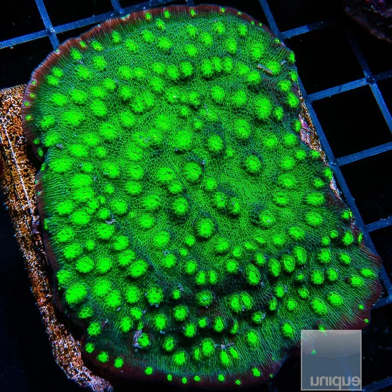 Unique Corals Firefly Chalice- Stock Frag