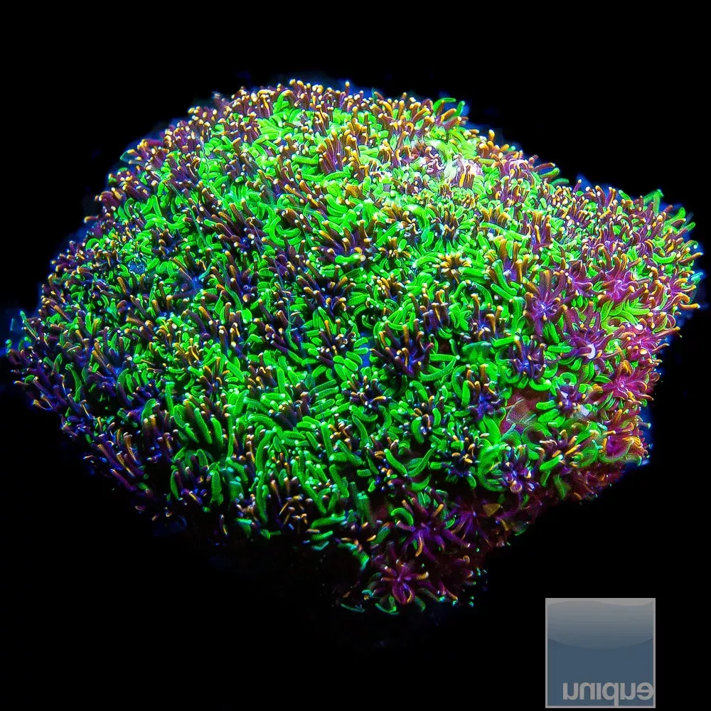 Unique Corals Golden Green Galaxea -Stock Frag