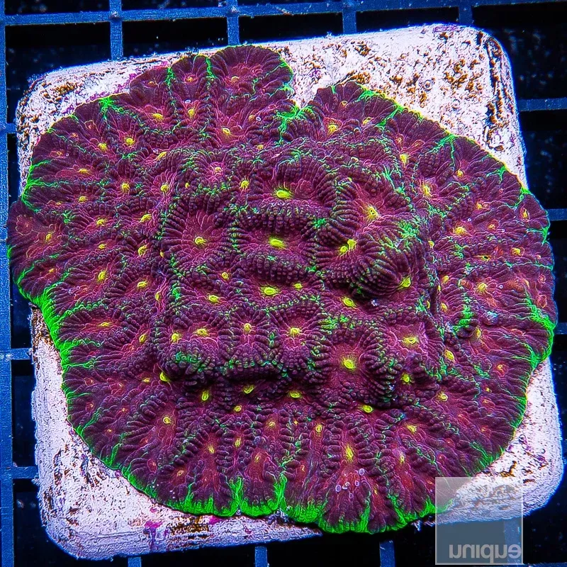Unique Corals Joker Favia- Stock Frag