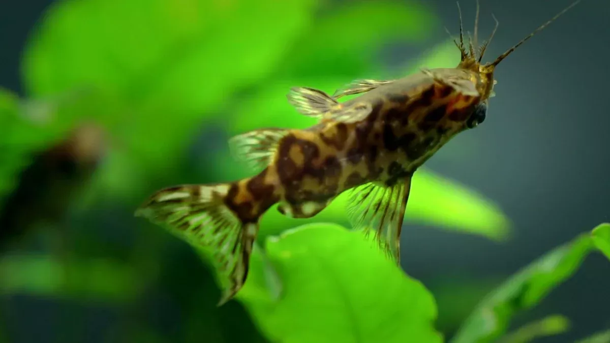 Upside Down Catfish