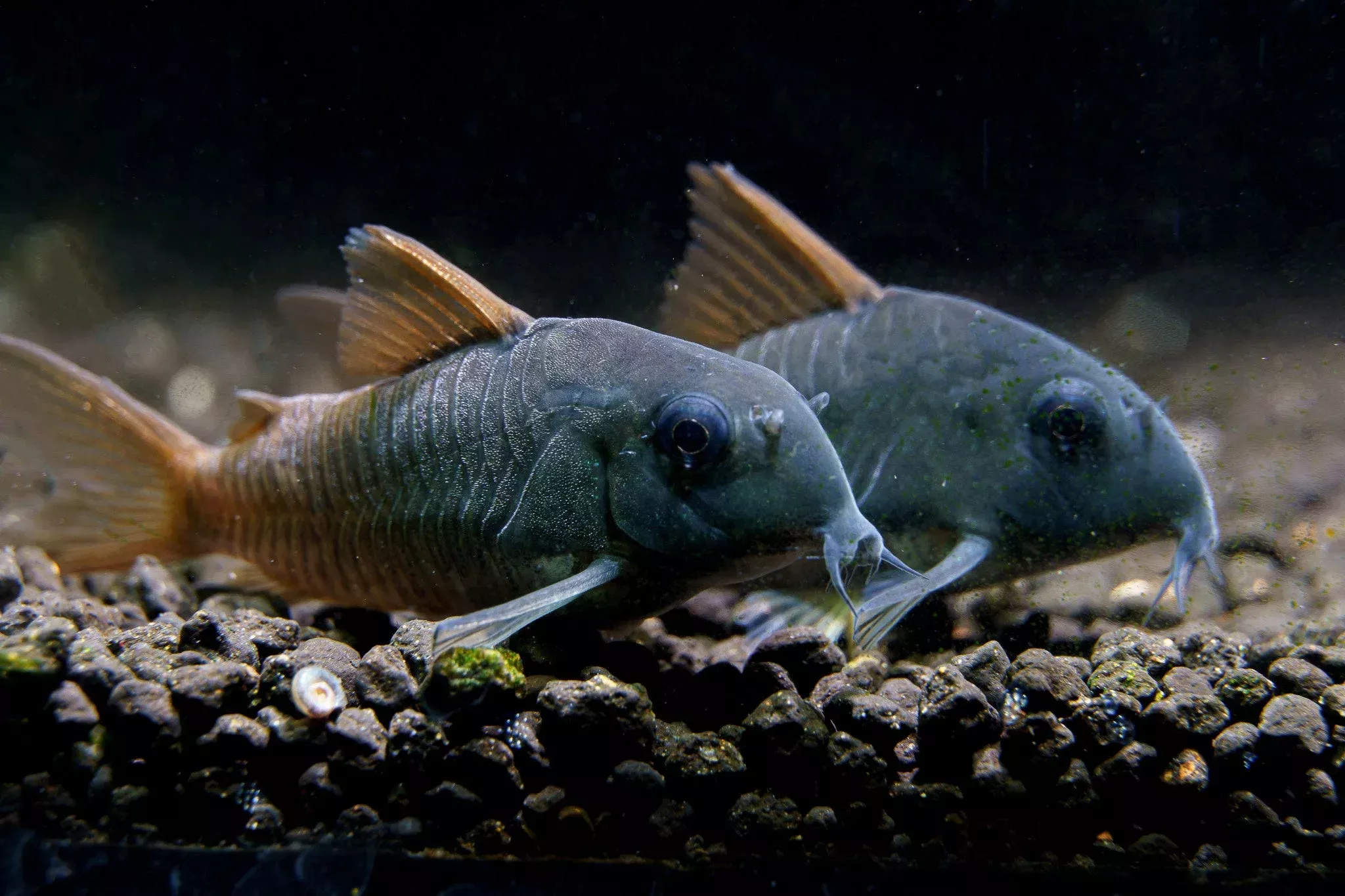 Venezuelan Black Corydoras