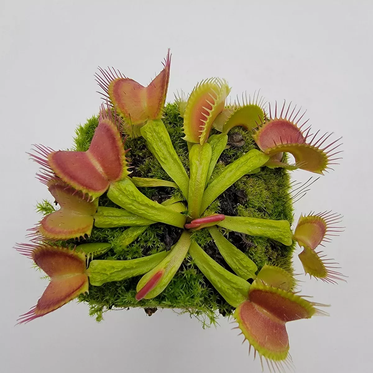 Venus flytrap (Dionaea muscipula) 'Schuppenstiel II'