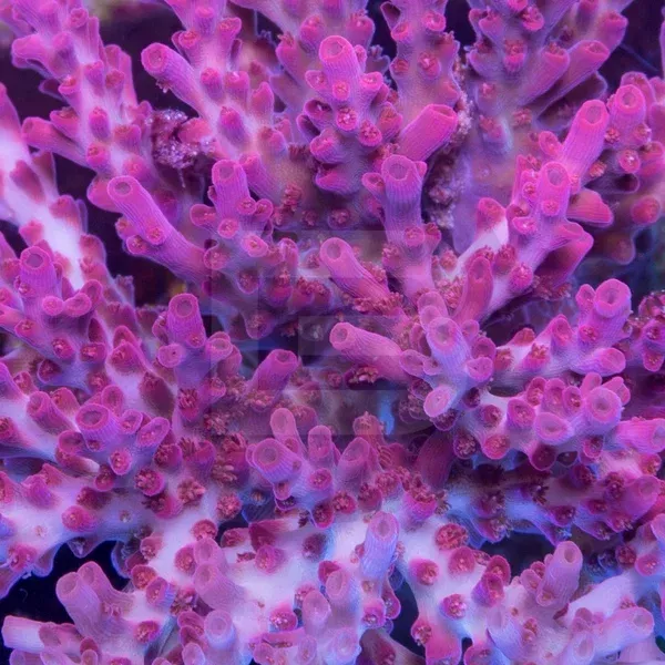 Vivid Confetti
