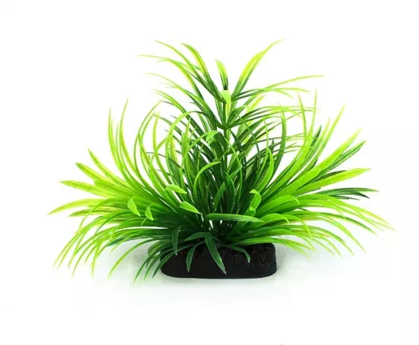 Volcanic Bloom Plant 10cm