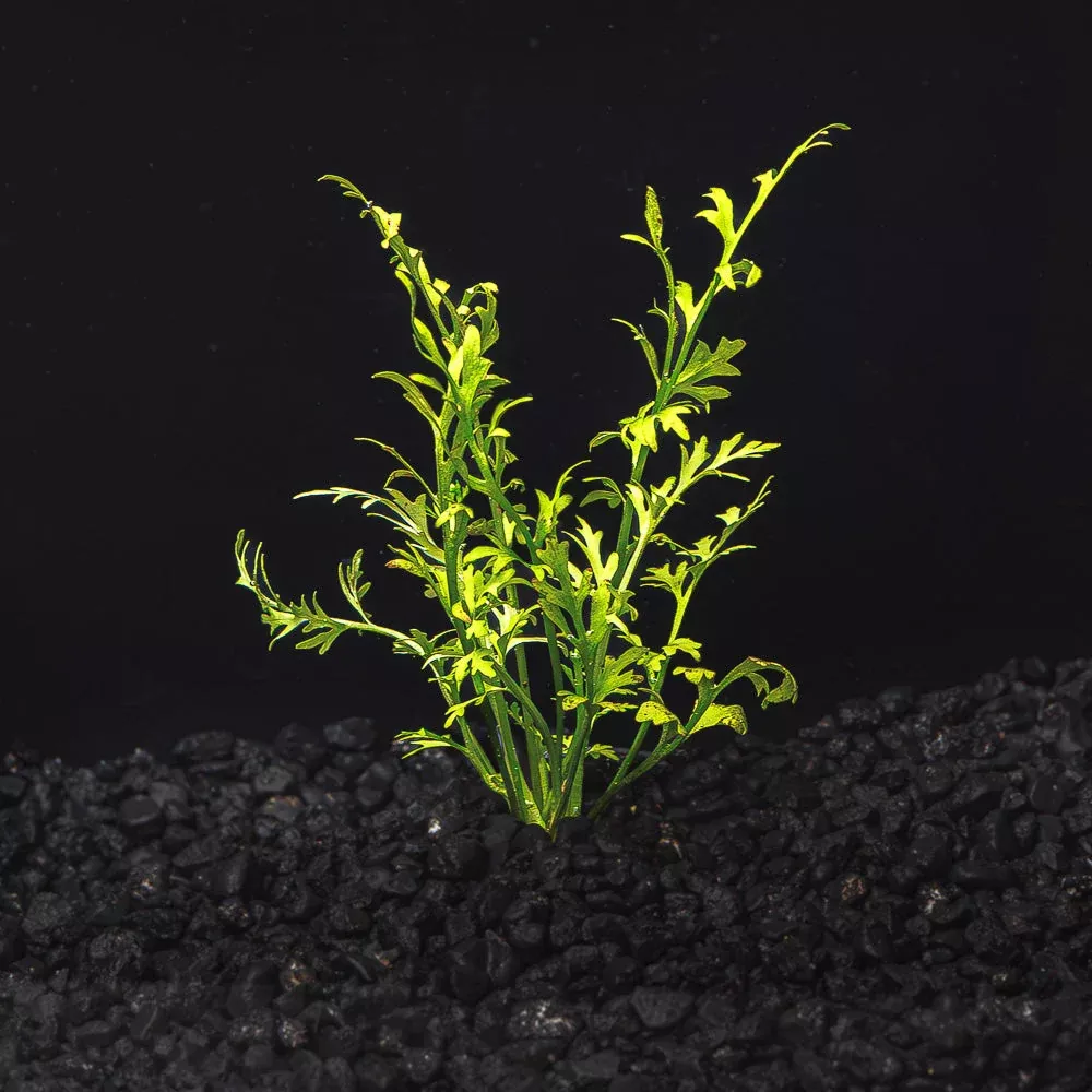 Water Sprite Lace | Indian Fern