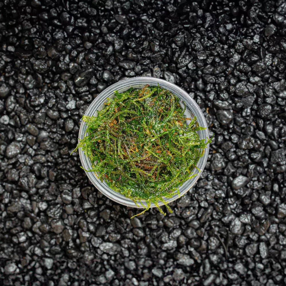 Weeping Moss | Vesicularia Ferriei