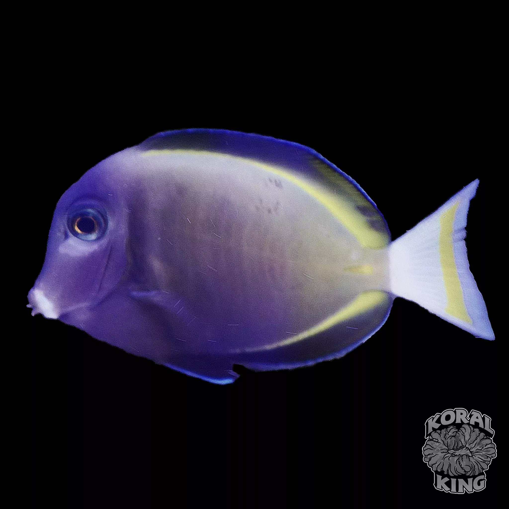 White Cheek Tang