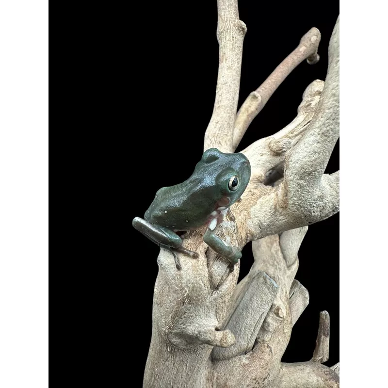 Whites Tree Frog (Normal)