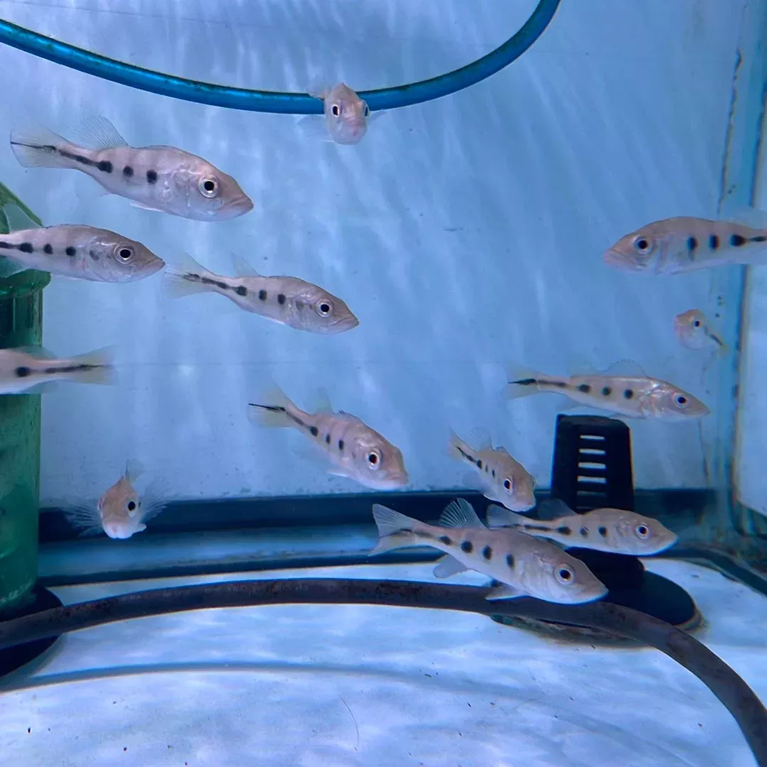 Wild Ocellaris Peacock Bass (Cichla ocellaris)