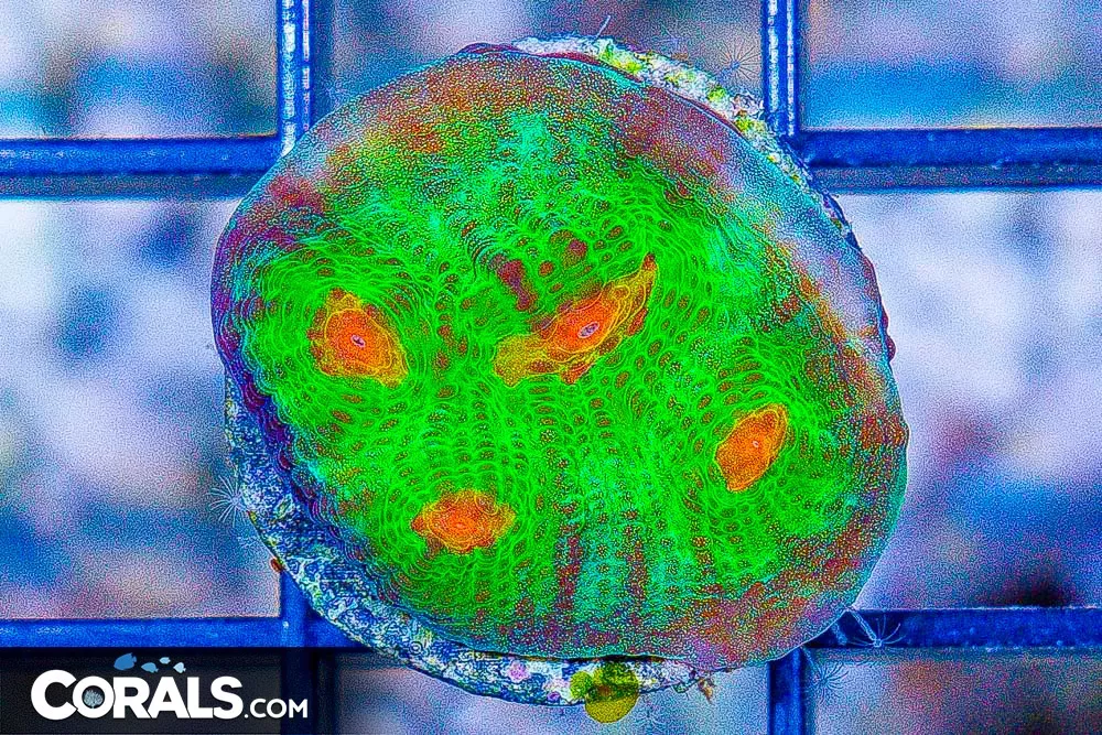 Wild Ride Chalice Frag – Aquacultured