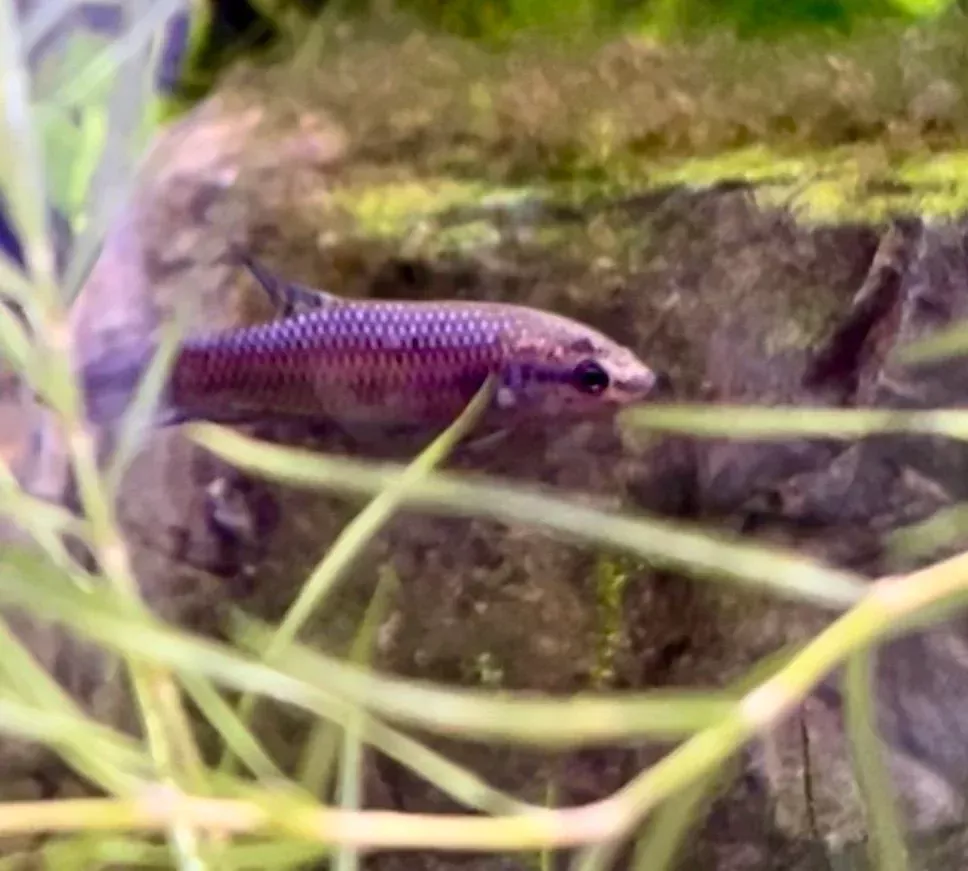 WYSIWYG Alien Betta Female