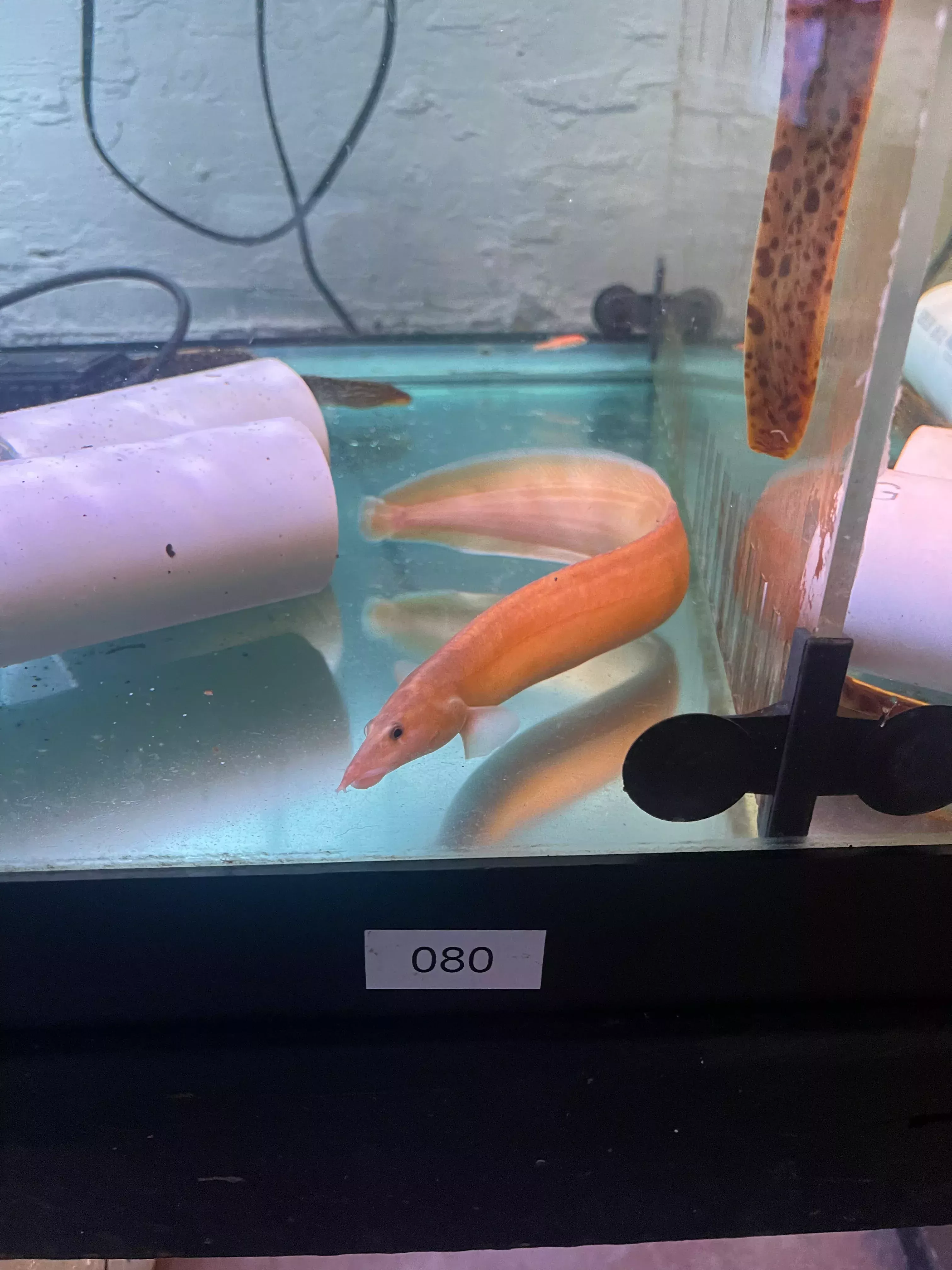 Xanthic Golden Fire Eel (Mastacembelus erythrotaenia)
