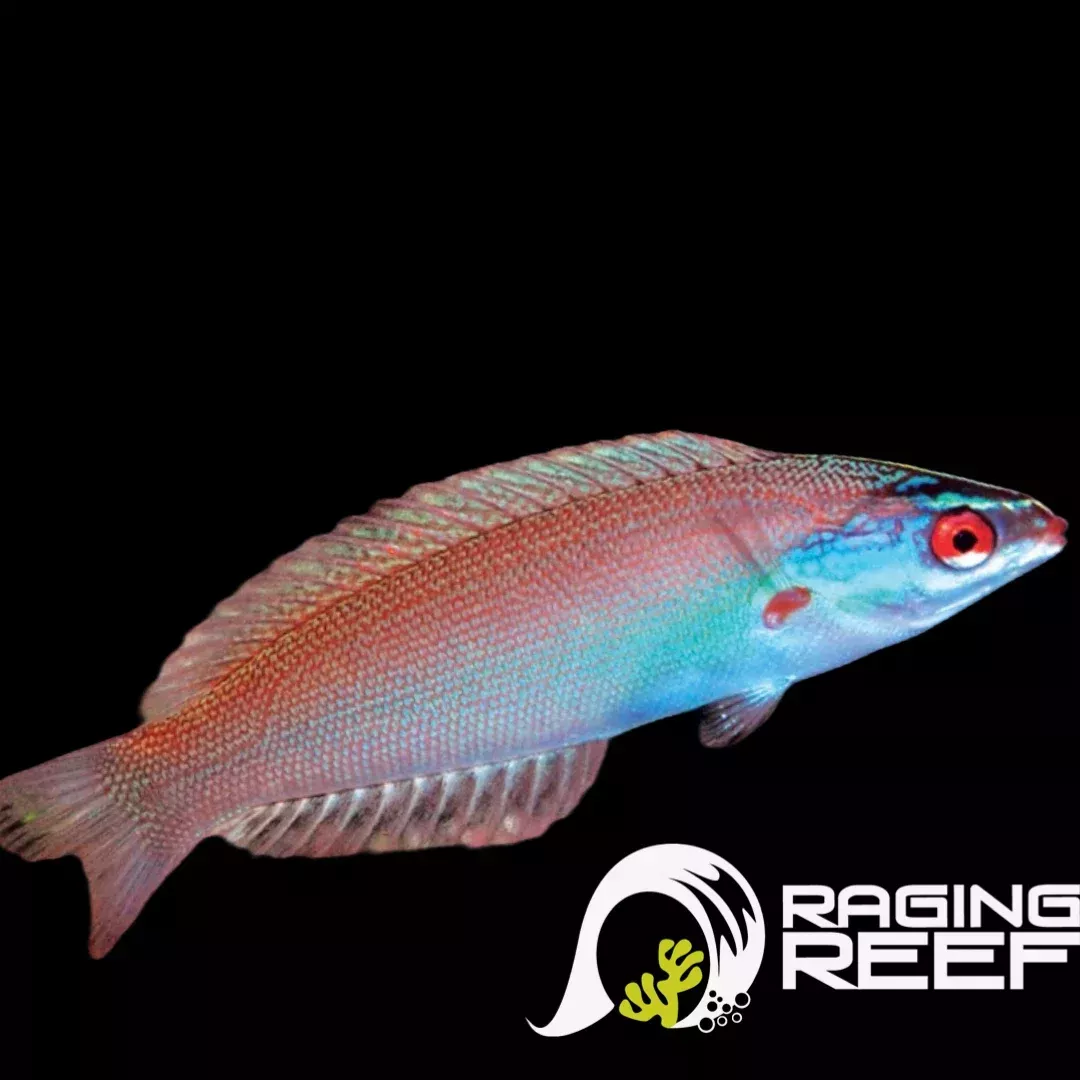 Yamashiro’s Wrasse (Pseudocoris yamashiroi)