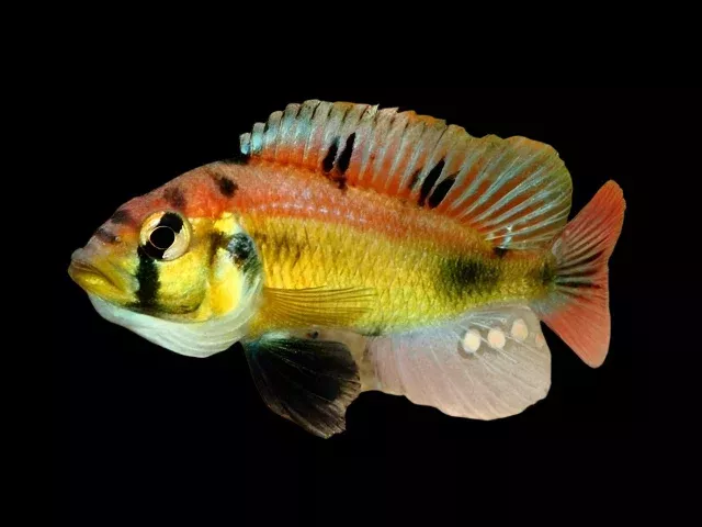 YELLOW BELLY ALBERT (Astatotilapia Aeneocolor) 3″ show males