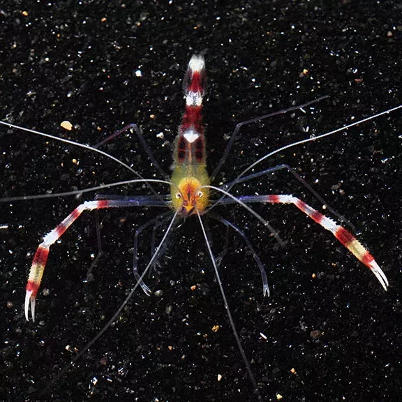 Yellow Coral Banded Shrimp