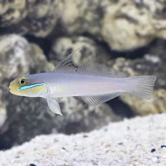 Yellow Headed Sleeper Goby