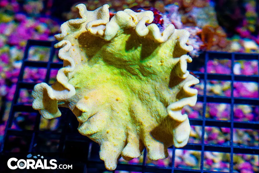 Yellow Leather – FIJI – RARE