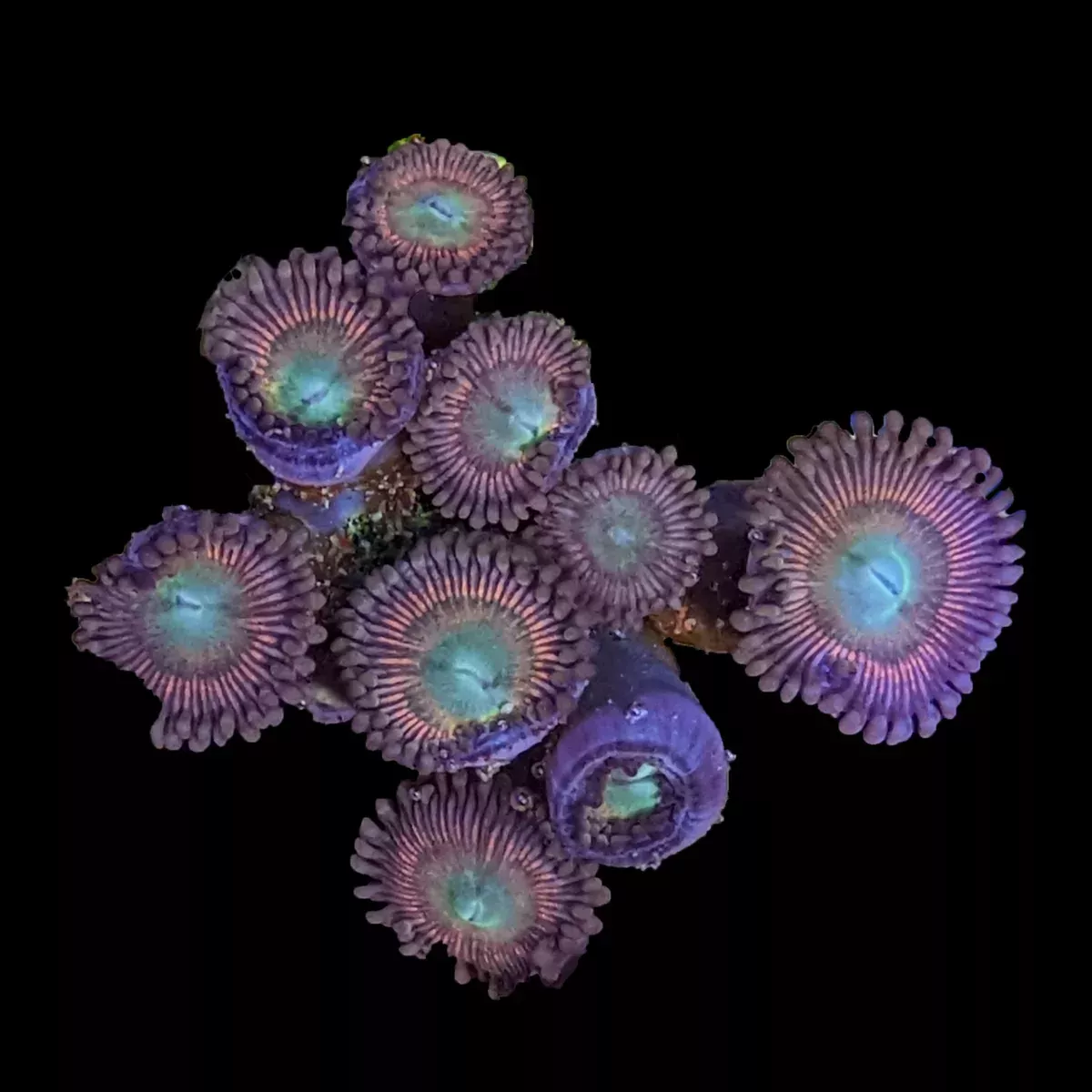 Zoa – Green Center