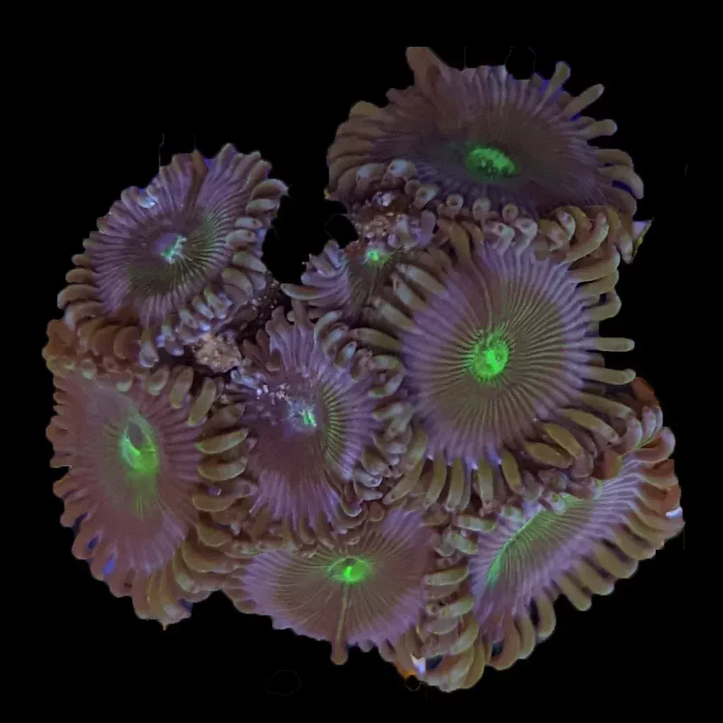 Zoa – People Eater