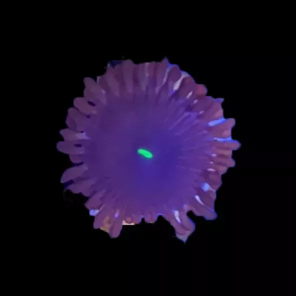 Zoa – Purple People Eater