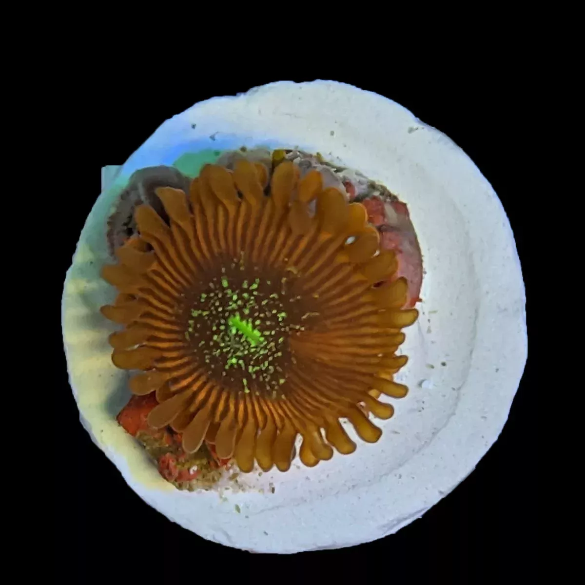 Zoa – Red Magician